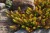 sedum-sediforme-gold_4.jpg