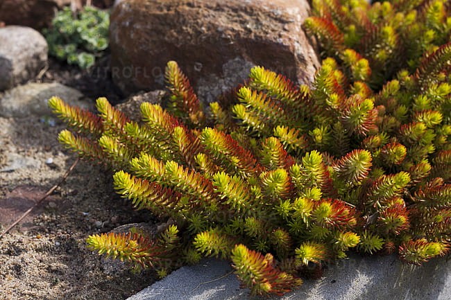 sedum-sediforme-gold_4.jpg
