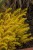 sedum-sediforme-gold_3.jpg