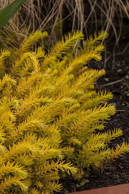 sedum-sediforme-gold_3.jpg