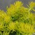 byliny-i-trawy_mat-forming-habit_71843_1.jpg
