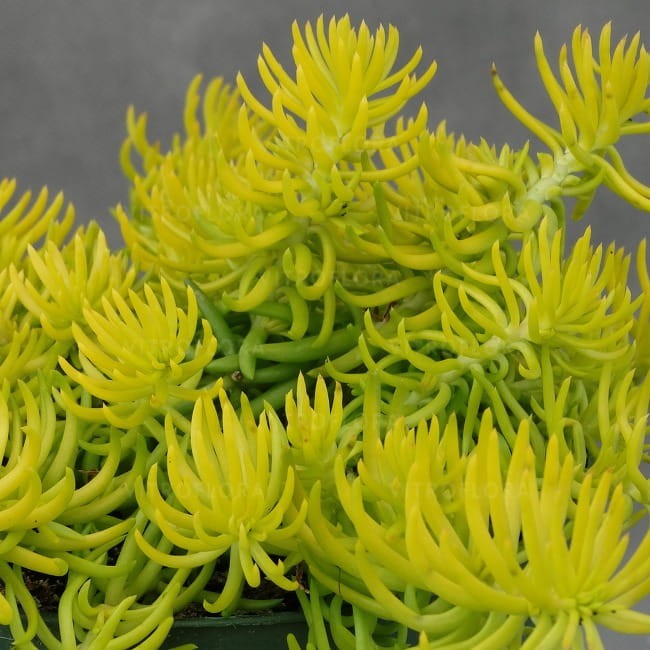 byliny-i-trawy_mat-forming-habit_71843_1.jpg