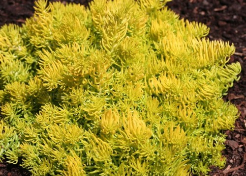 byliny-i-trawy_mat-forming-habit_71843_2.jpg
