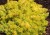 byliny-i-trawy_mat-forming-habit_71843_2.jpg