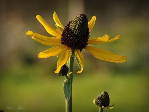 rudbekia