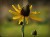 rudbekia