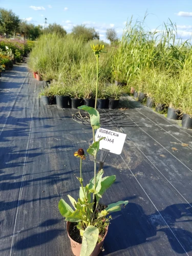 rudbekia