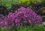 silene-rollies-favorite_71557_5.jpg