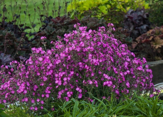 silene-rollies-favorite_71557_5.jpg