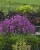 silene-rollies-favorite_6.jpg