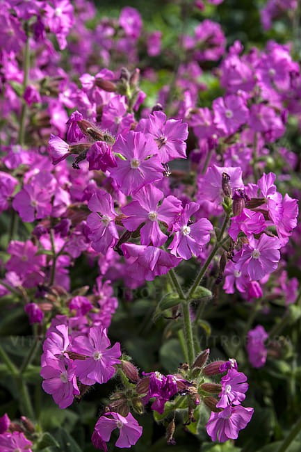 silene-rollies-favorite_7.jpg