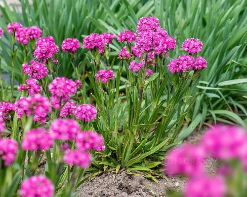 silene-lollipop-pink_7.jpg