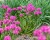 silene-lollipop-pink_7.jpg