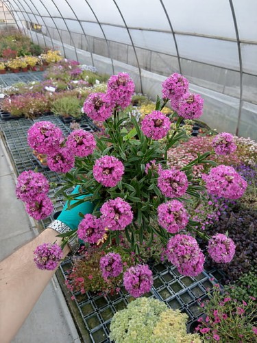 byliny-i-trawy_silene_71608_2.jpg