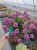 byliny-i-trawy_silene_71608_2.jpg