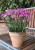 silene-lollipop-pink_1.jpg
