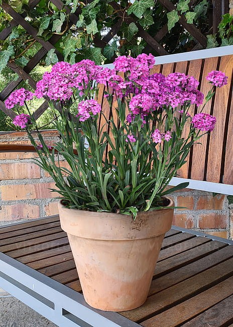 silene-lollipop-pink_1.jpg