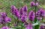 byliny-i-trawy_stachys_74527_4.jpg