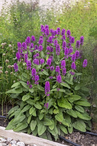 byliny-i-trawy_stachys_74527_5.jpg