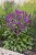 byliny-i-trawy_stachys_74527_5.jpg