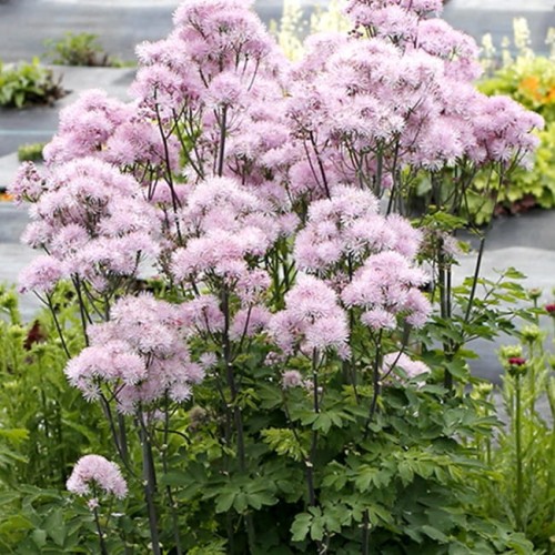 thalictrum-nimbus-pink_74487_1.jpg