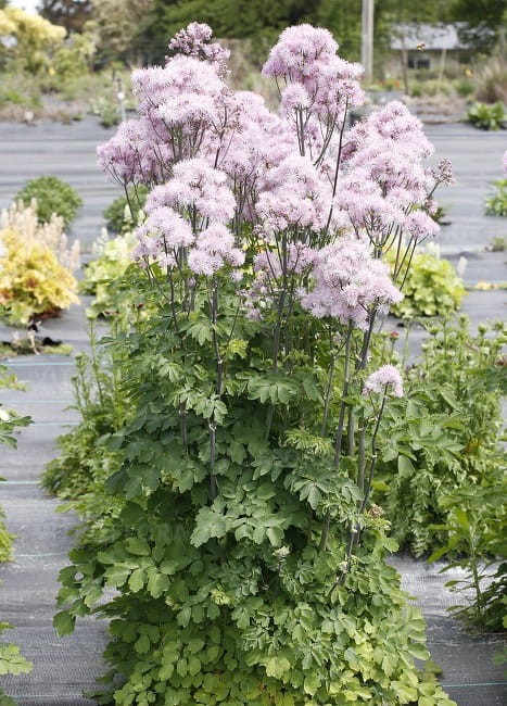 thalictrum-nimbus-pink_74487_2.jpg