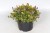 byliny-i-trawy_thymus_71453_1.jpg