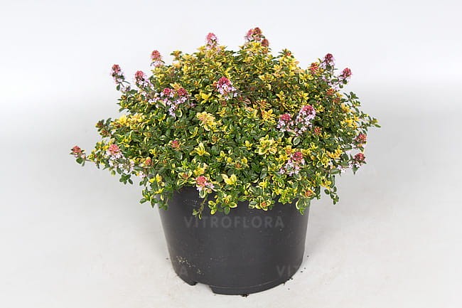 byliny-i-trawy_thymus_71453_1.jpg
