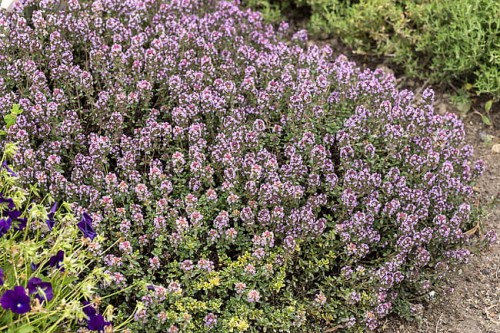 byliny-i-trawy_thymus_71453_7.jpg