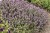 byliny-i-trawy_thymus_71453_7.jpg