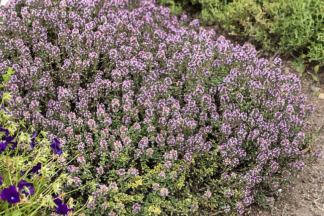byliny-i-trawy_thymus_71453_7.jpg