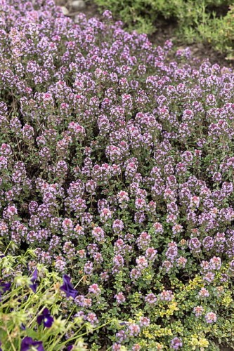 byliny-i-trawy_thymus_71453_6.jpg