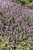 byliny-i-trawy_thymus_71453_6.jpg