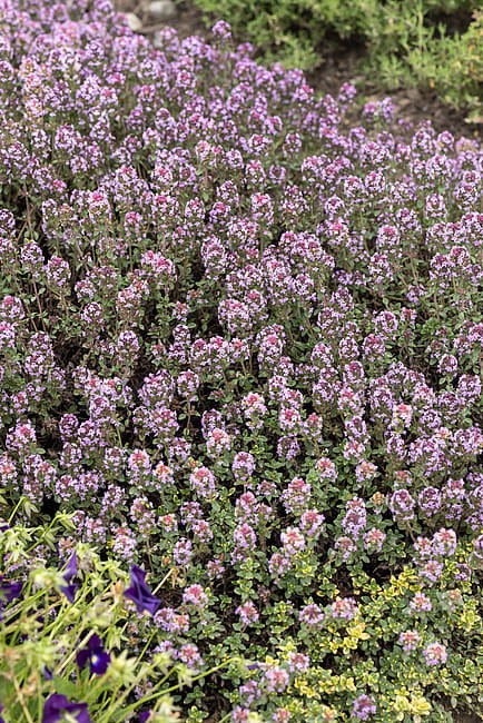byliny-i-trawy_thymus_71453_6.jpg