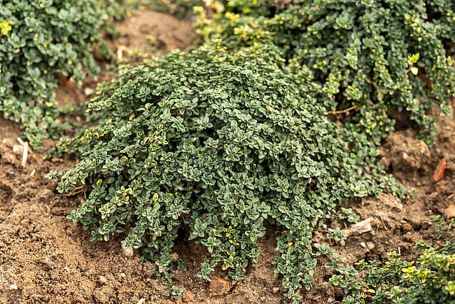 byliny-i-trawy_thymus_71453_4.jpg