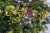 byliny-i-trawy_thymus_71453_3.jpg