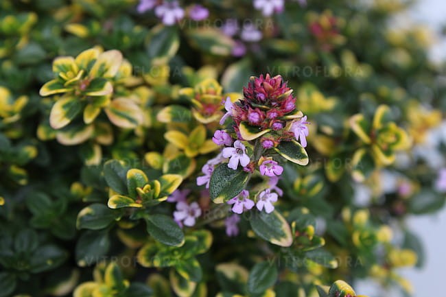 byliny-i-trawy_thymus_71453_3.jpg
