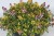 byliny-i-trawy_thymus-tymianek_71453_3.jpg