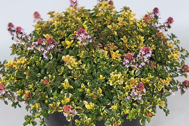 byliny-i-trawy_thymus-tymianek_71453_3.jpg