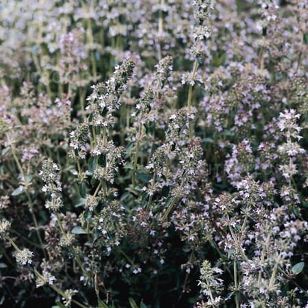 byliny-i-trawy_thymus-tymianek_74219_1.jpg