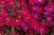 aubrieta-axcent-burgundy_1.jpg
