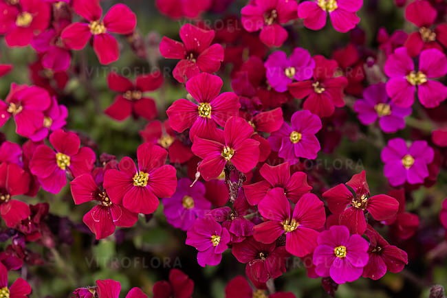aubrieta-axcent-burgundy_1.jpg