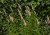 veronica-first-choice_75046_3.jpg