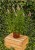 veronica-first-choice_75046_2.jpg