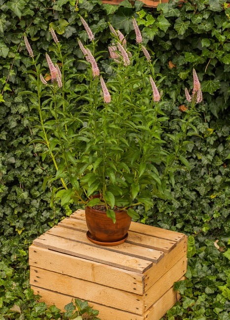veronica-first-choice_75046_2.jpg