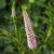veronica-first-choice_75046_1.jpg