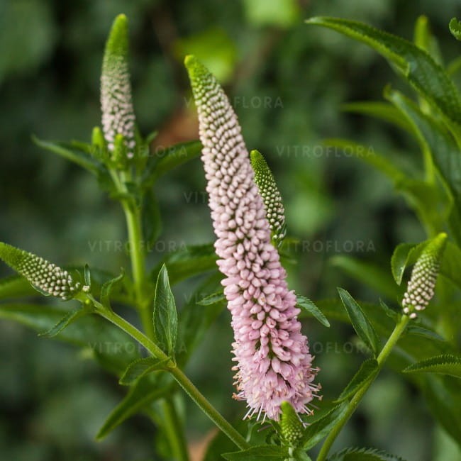 veronica-first-choice_75046_1.jpg