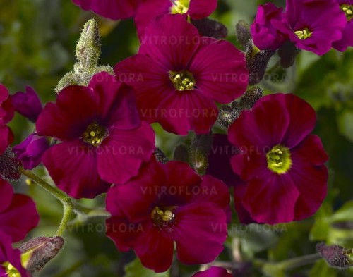 aubrieta-axcent-burgundy_2.jpg