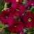 byliny-i-trawy_axcent_73529_1.jpg