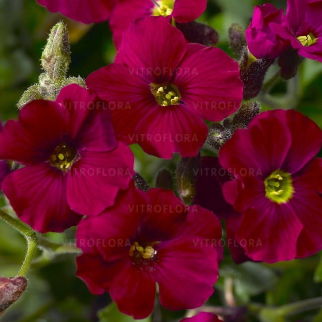 byliny-i-trawy_axcent_73529_1.jpg